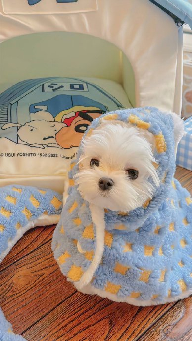 一期萌宠小可爱363436373039动物壁纸