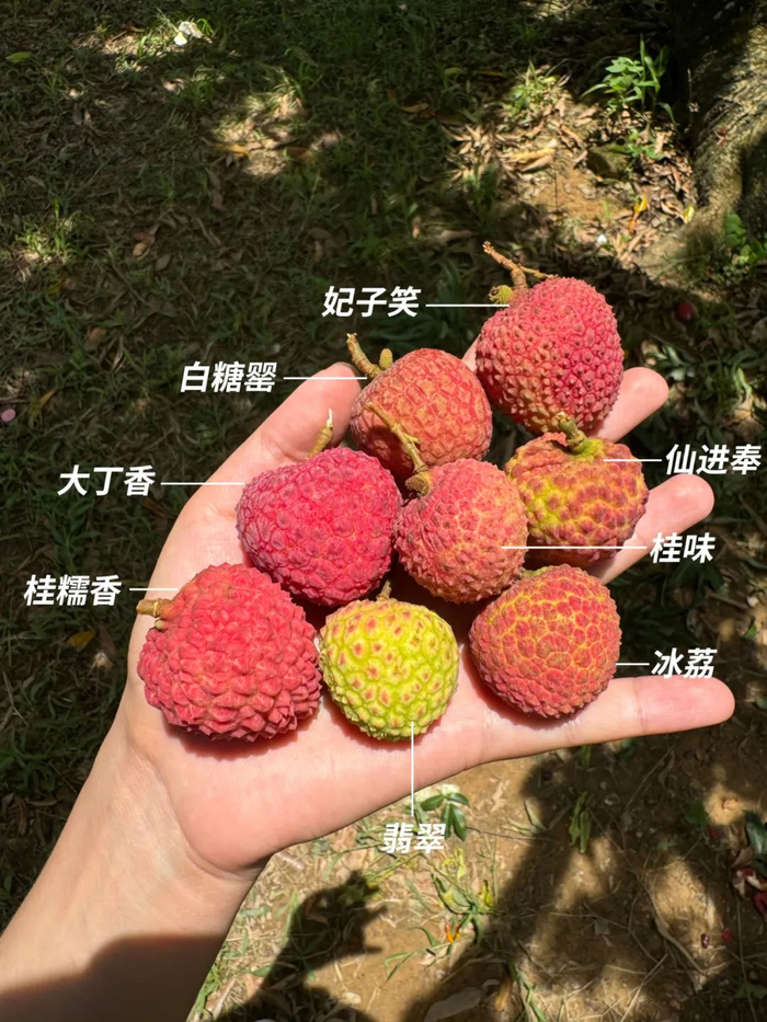 重新排列布局,种下白糖罂,冰荔,仙进奉等错峰成熟的品种,又采用矮化
