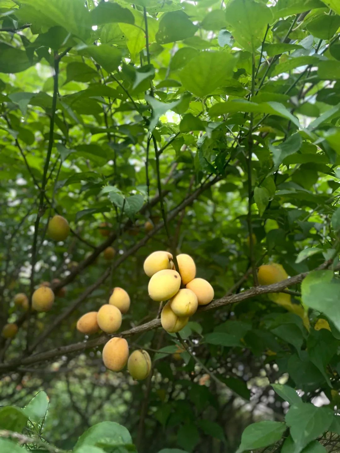 芜湖|水果|青梅酒_新浪新闻