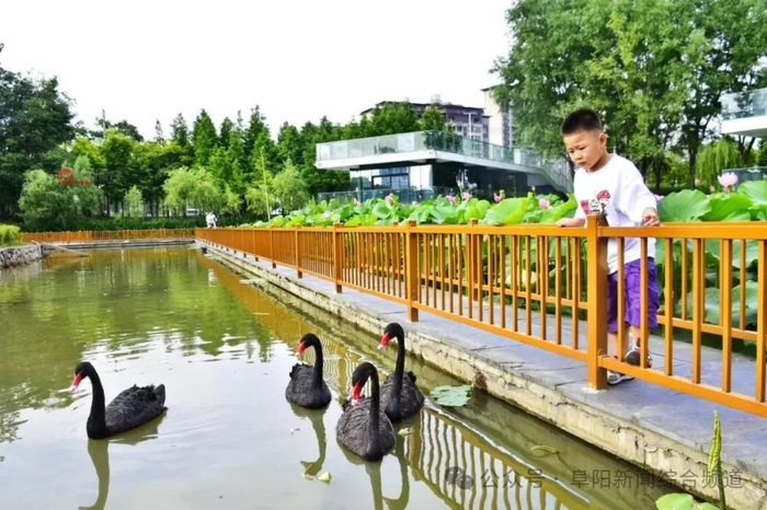 阜阳老泉河岸边,正在盛开!