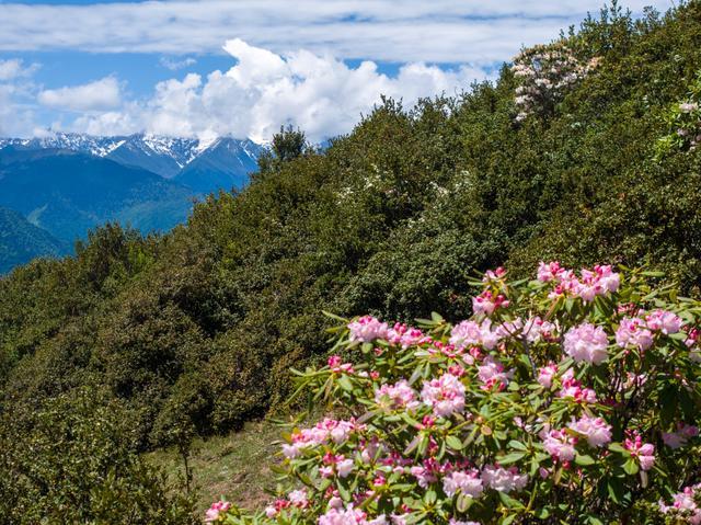 雪山杜鹃花照片图片