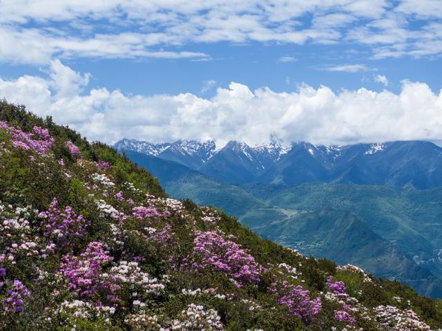 雪山杜鹃花照片图片