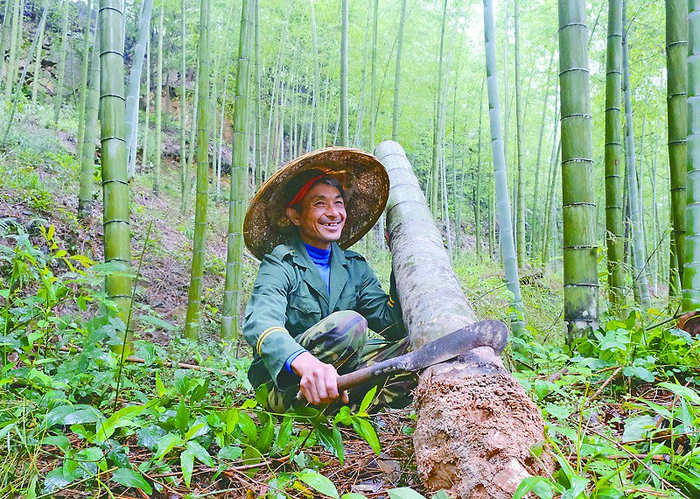 "经"彩益阳|高山上的"竹"梦人