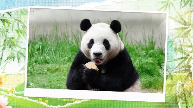 熊猫手抖表情包图片