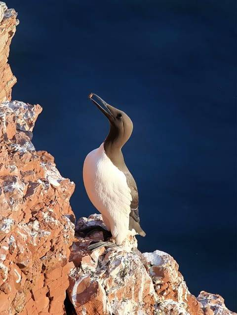 黑脸的关公叫喳喳 动物世界阴阳脸关公鸟鸟 喜剧搞笑搞笑
