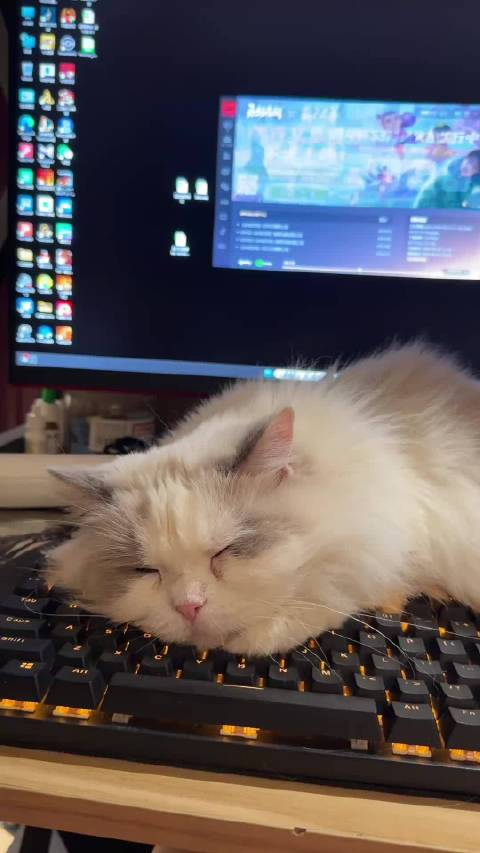 你以为可爱就可以阻止我打游戏了吗?