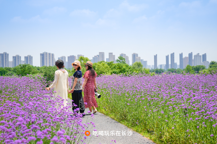 花海走过足球公园地上停车场沿着名将之路前行推荐从南边的洋湖体育