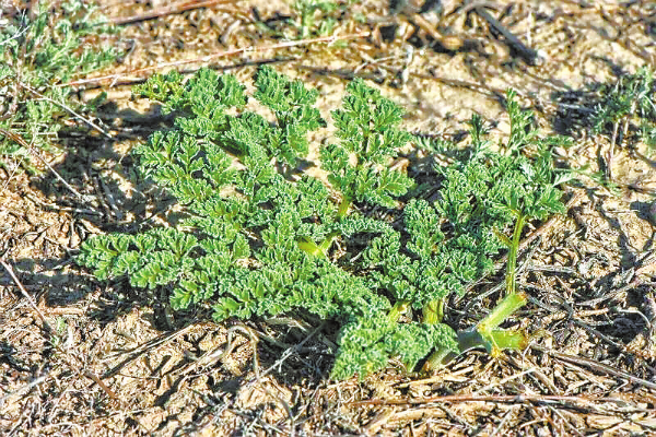 阜康阿魏和新疆阿魏的形态特征基本相同，区别在于阜康阿魏的叶小裂片卵形或长卵形，具不整齐圆齿。（受访者供图）