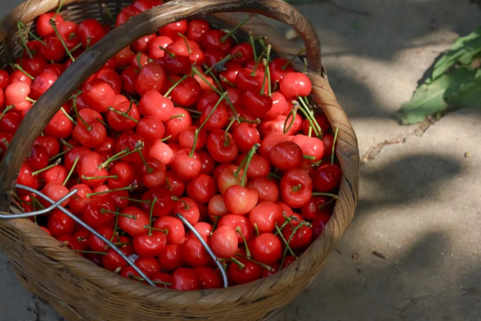 开吃!|水果|杏|樱桃_新浪新闻