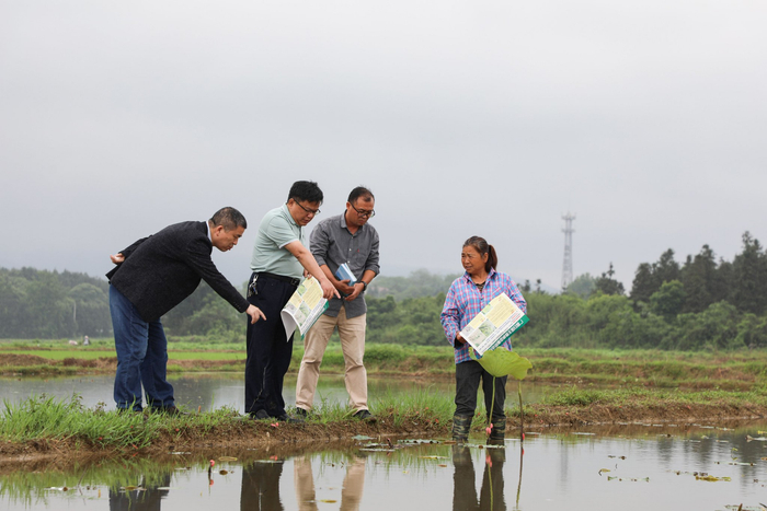 市级科技特派员杨良波、郑兴汶在广昌县头陂镇龙虎村开展白莲种植指导和政策宣讲。