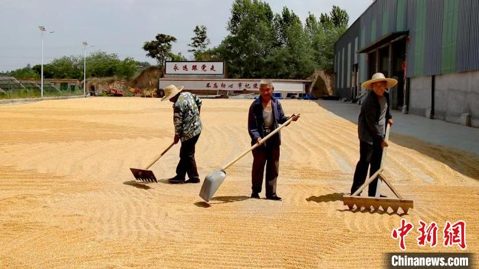在古县旧县镇吴家岭村,连片的麦田满目金黄,农机手驾驶着联合收割机