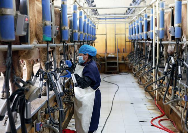 图/郭鹏特色马奶产业成为牧户重要收入来源除了种类丰富的牛奶制品