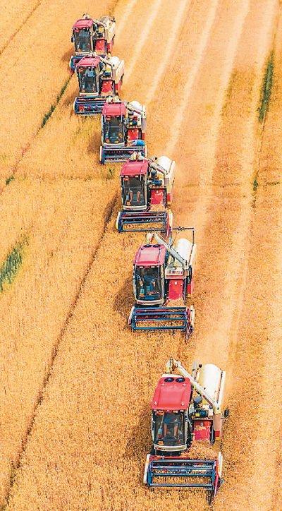 市泗洪县双沟镇罗岗村标准化农田,种粮大户组织多台收割机抢收小麦