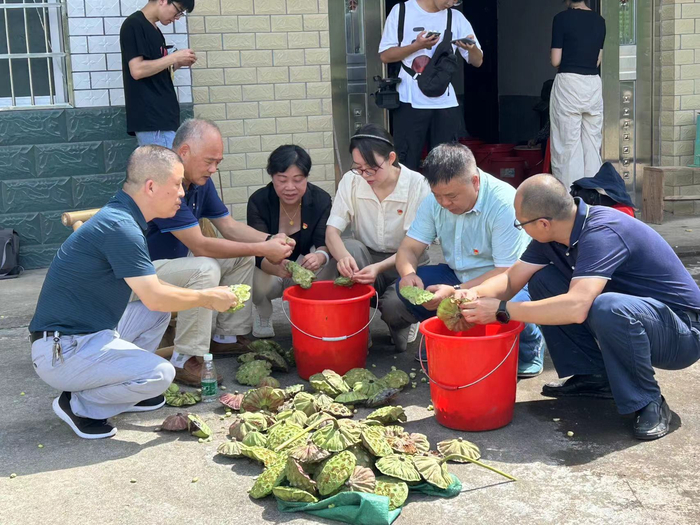 江西科技特派团白莲团在广昌县杨溪乡开展科技下乡活动，特派员邓泽元实地查看莲蓬生长情况。