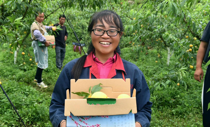 镇雄:桃满枝头 黄金果抢"鲜"上市|罗坎镇|黄桃|镇雄_新浪新闻