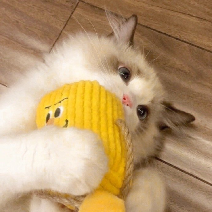 甜甜的小猫头像拍了拍你