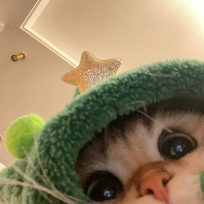 甜甜的小猫头像拍了拍你