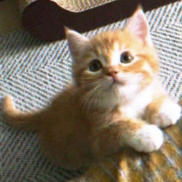 甜甜的小猫头像拍了拍你