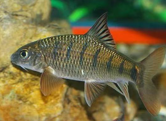 速转:宁国河里这种鱼吃了可能会中毒,严重者致死