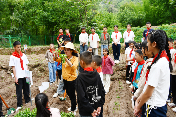 【苍洱处处石榴红 籽籽同心爱中华】洱源县施滉小学把"小菜园"变成了