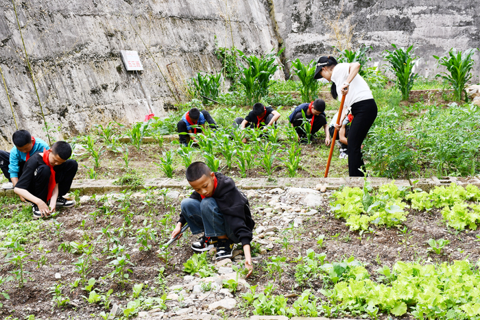 【苍洱处处石榴红 籽籽同心爱中华】洱源县施滉小学把"小菜园"变成了
