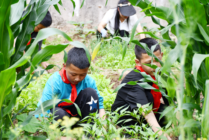 【苍洱处处石榴红 籽籽同心爱中华】洱源县施滉小学把"小菜园"变成了
