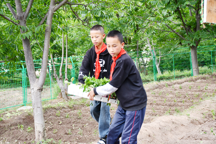 【苍洱处处石榴红 籽籽同心爱中华】洱源县施滉小学把"小菜园"变成了