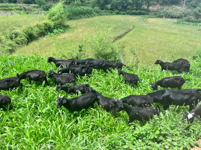 盒马"赶烤",卖火了一只大别山"健美羊"|黑山羊|烧烤_新浪新闻