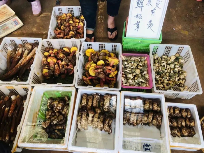 马尾松茸上市,价格"喜人"口感差异大,每公斤