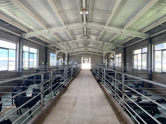 盒马"赶烤",卖火了一只大别山"健美羊"