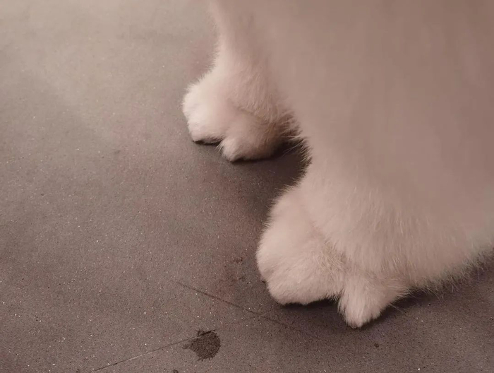 主人晒出一组家里狗狗小脚丫的照片,网友疯狂点赞:可爱哭了!