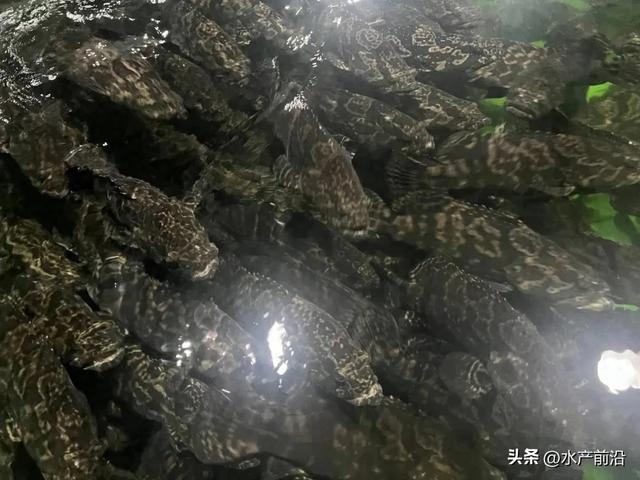 这条鱼售价超45元/斤!又一企业"盯上"海鲜陆养