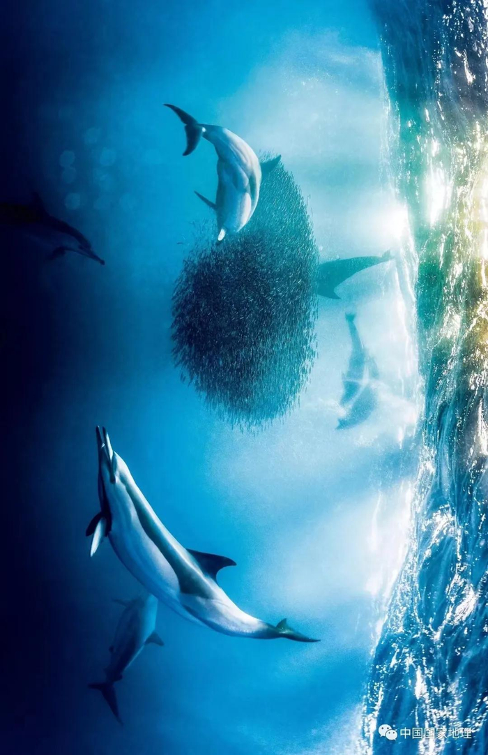 在海底沙地上阴影的衬托下,鱼群从空中清晰可见,像一条条巨大的黑色