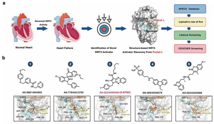 （来源：Signal Transduction and Targeted Therapy）