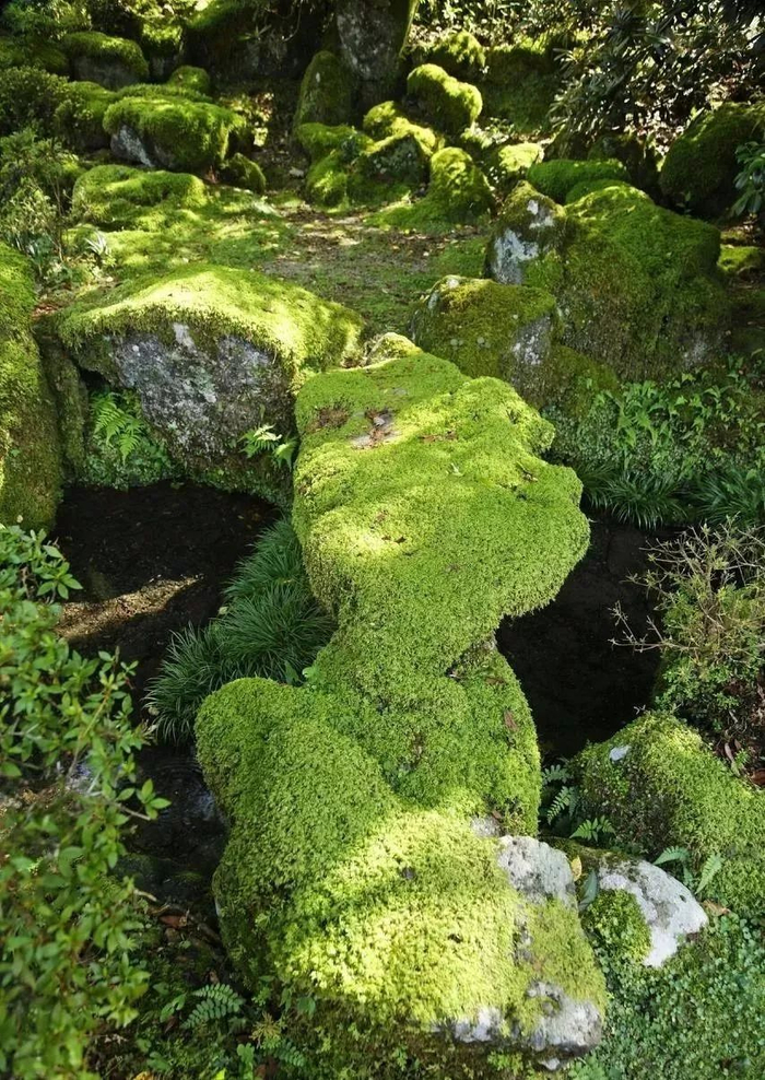 庭院养苔,清新又雅致