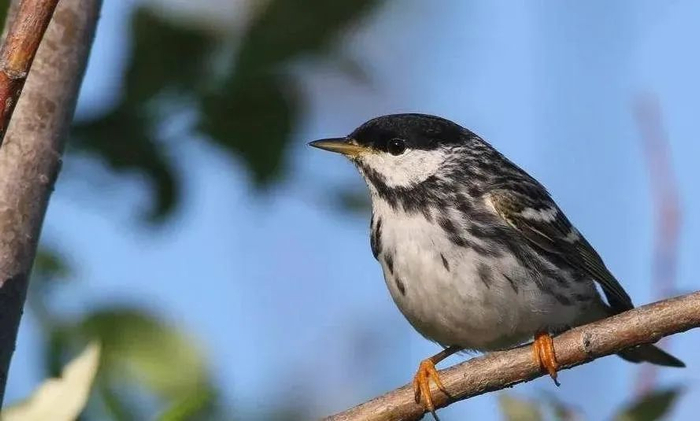 【地理观察】动物迁徙,地理视角看鸟的迁徙