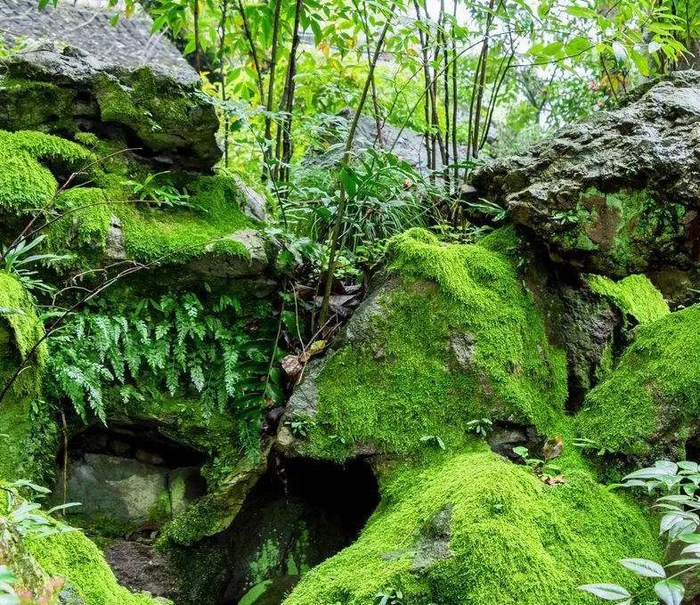 庭院养苔,清新又雅致