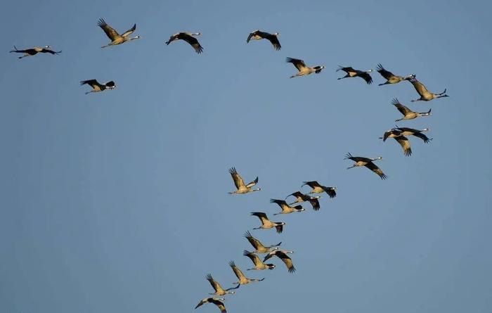 【地理观察】动物迁徙,地理视角看鸟的迁徙
