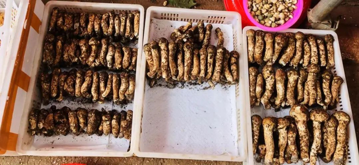 马尾松茸上市,价格"喜人"口感差异大,每公斤