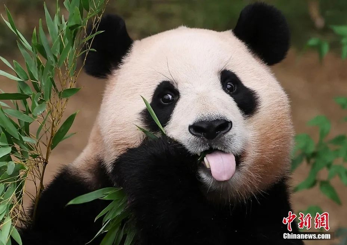 爆火！“顶流”今天正式复出！-今年顶流