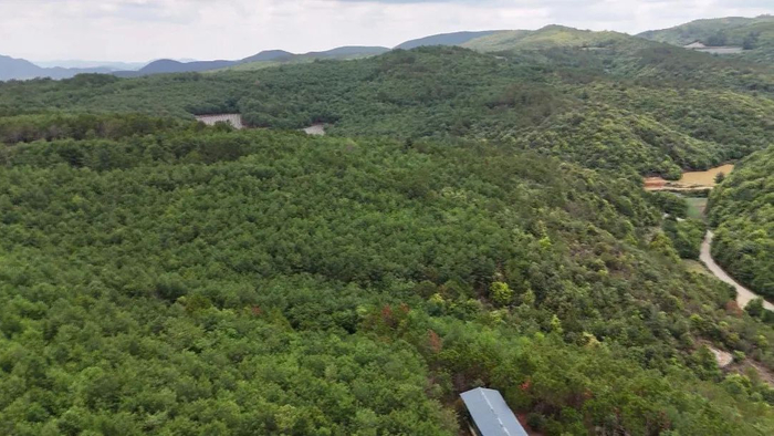 哨冲镇:林下"跑步鸡" "跑"出乡村振兴致富路|冲镇|石屏县|致富路_新浪