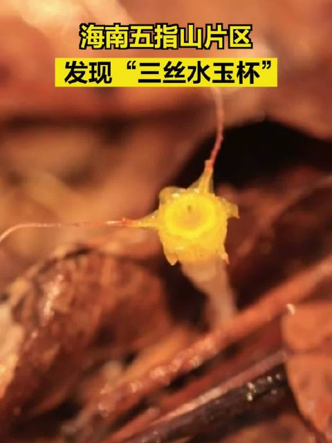 海南五指山片区发现三丝水玉杯