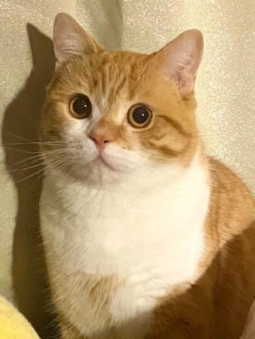 陈建斌老师变身大橘猫