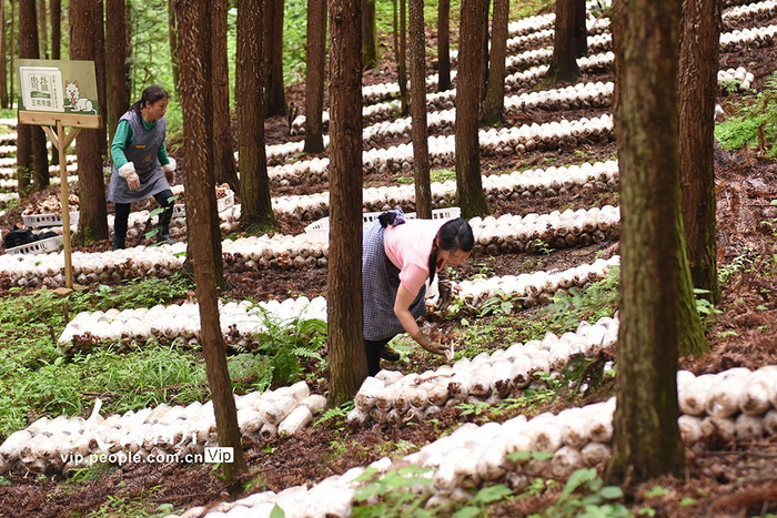 贵州岑巩:林下茶树菇 撑起"致富伞"