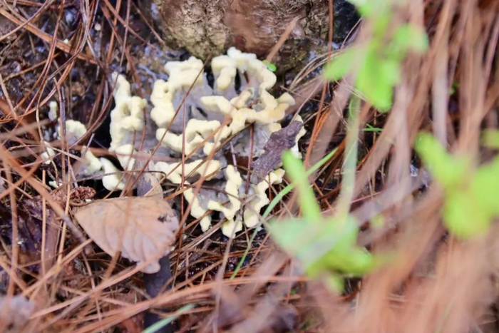 云南网警:多个吃野生菌中毒谣言查清,造谣博流量不可取!