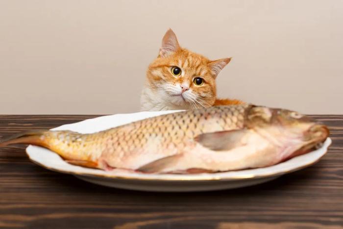 猫咪吃鱼,天生不会被鱼刺卡住吗 