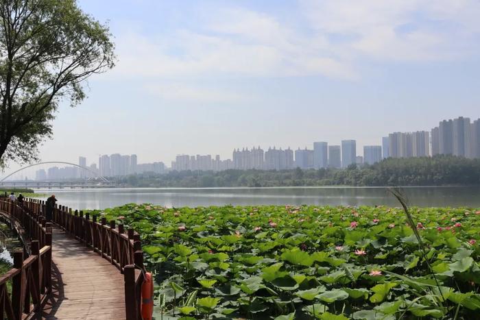 伊滨区天鹅湖湿地公园图片