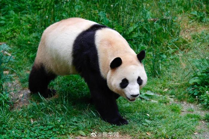 大熊猫“福宝”（图片来源：新华社）