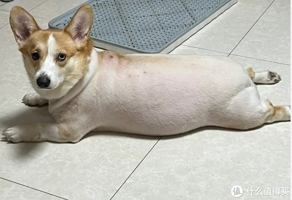 柯基原来"弃养率"这么高,太吓人了