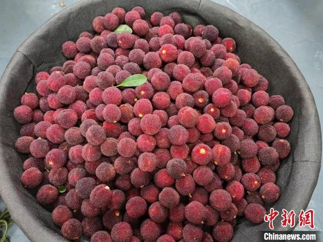 仙居杨梅。符雨诗 摄